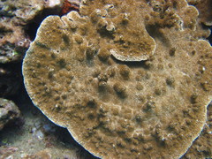 Montipora capitata