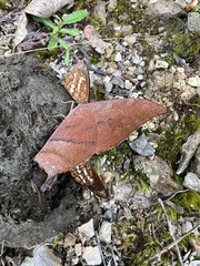 Fountainea centaurus