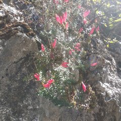 Lamourouxia paneroi