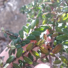 Lamourouxia paneroi