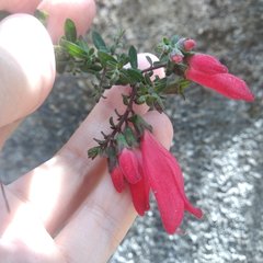 Lamourouxia paneroi