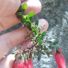Lamourouxia paneroi