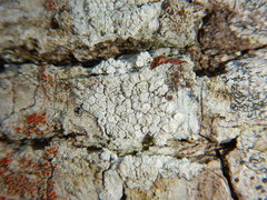 Lecanora caesiorubella glaucomodes