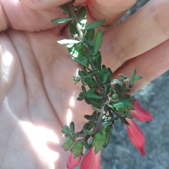 Lamourouxia paneroi