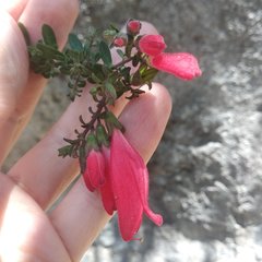 Lamourouxia paneroi