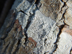 Lecanora caesiorubella glaucomodes