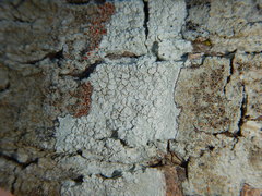 Lecanora caesiorubella glaucomodes
