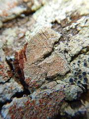 Haematomma persoonii