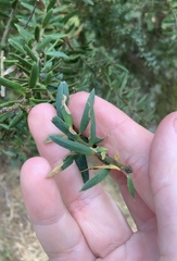 Peristoreus flavitarsis