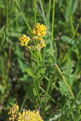 Rorippa palustris palustris