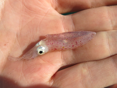 Doryteuthis pleii