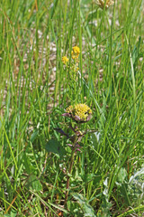 Rorippa palustris palustris