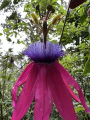 Passiflora longipes