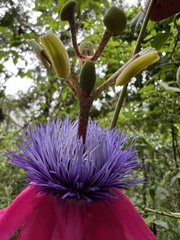 Passiflora longipes