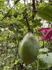 Passiflora longipes