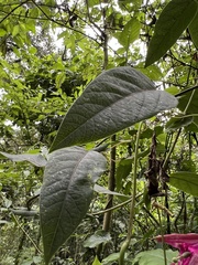 Passiflora longipes