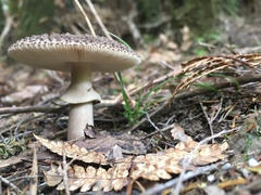 Amanita karea