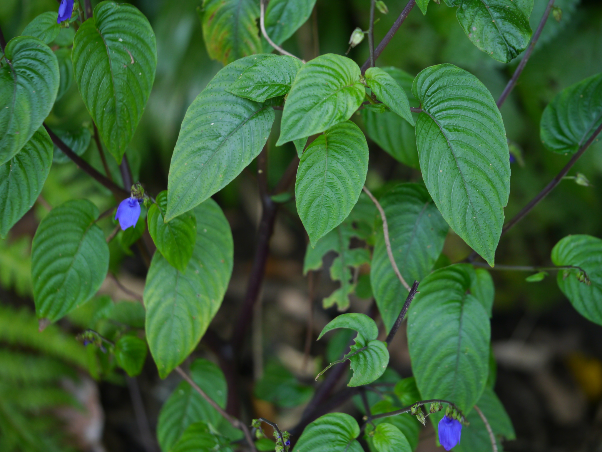 Rhynchoglossum notonianum (Wall.) B.L.Burtt