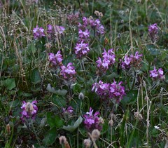 Pedicularis sudetica