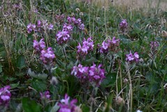 Pedicularis sudetica