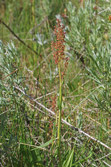 Rumex paucifolius