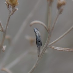 Asteromyia chrysothamni