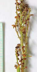 Rumex paucifolius