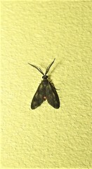 Pollanisus trimacula