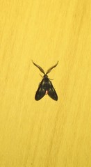 Pollanisus trimacula