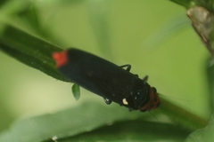 Aulacizes quadripunctata