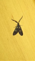 Pollanisus trimacula