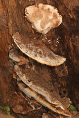 Sarcoporia longitubulata