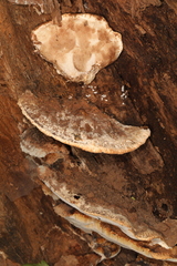 Sarcoporia longitubulata