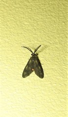 Pollanisus trimacula