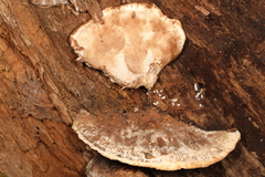 Sarcoporia longitubulata