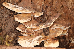 Sarcoporia longitubulata