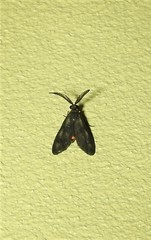 Pollanisus trimacula