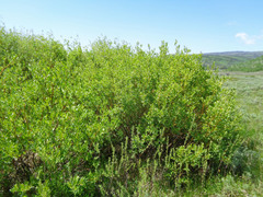 Salix boothii