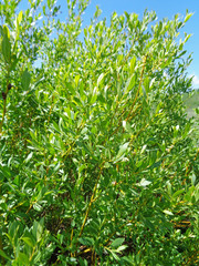 Salix boothii