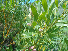 Salix boothii