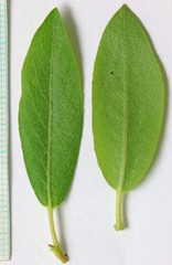 Salix boothii