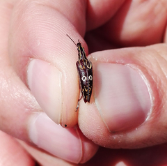 Dicordylus annulifer
