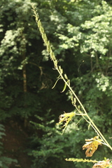 Delphinium schmalhausenii