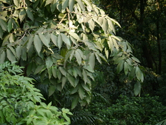 Polyalthia fragrans
