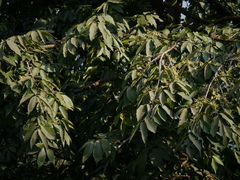 Polyalthia fragrans