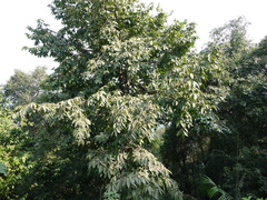 Polyalthia fragrans