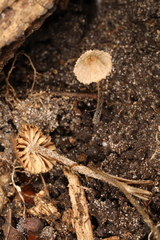 Entoloma dysthales