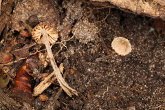 Entoloma dysthales