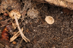 Entoloma dysthales