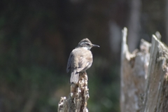 Cinclodes patagonicus